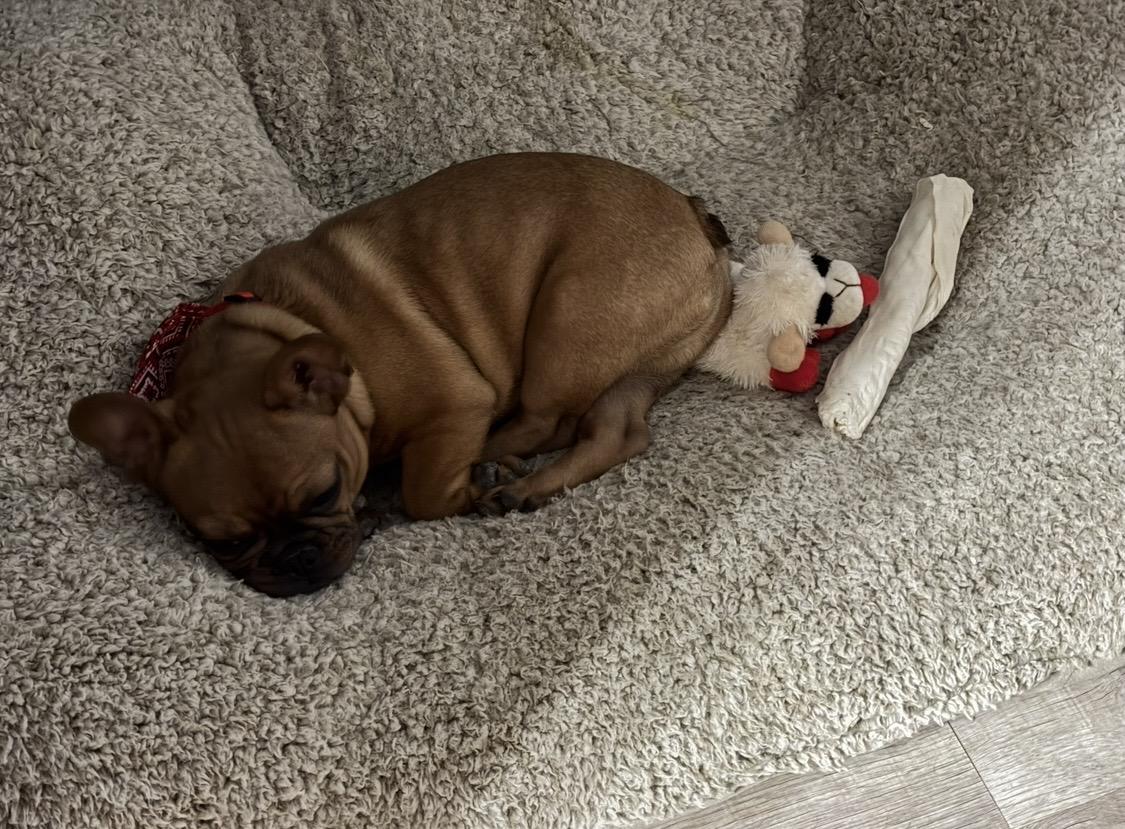 Enlarge Hank, a Adopted French Bulldog in Rowlett, TX image 4/5