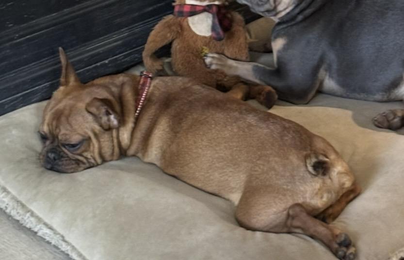 Enlarge Hank, a Adopted French Bulldog in Rowlett, TX image 3/5