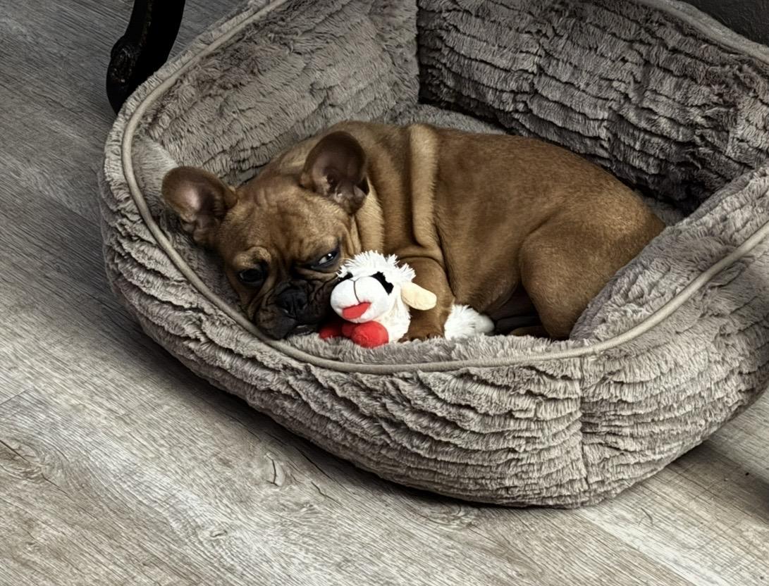 Hank, Adopted, Young Male French Bulldog.