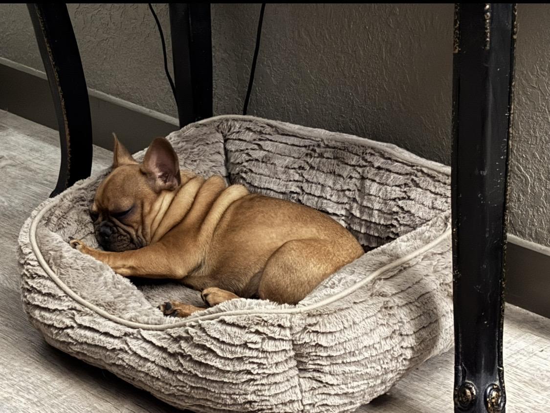 Enlarge Hank, a Adopted French Bulldog in Rowlett, TX image 2/5