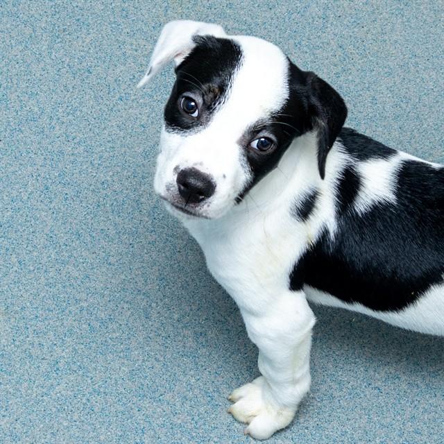 TOOTLES, Adoptable, Puppy Male American Bulldog & Mixed Breed.