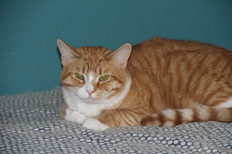 Enlarge Joyce, Beverly, & Susan, a Adoptable Domestic Short Hair in Fredericton, NB image 1/6