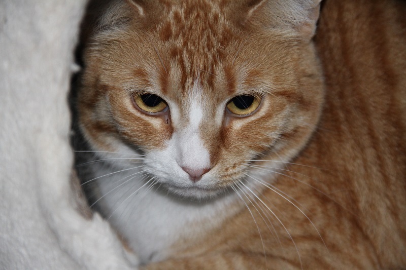 Enlarge Joyce, Beverly, & Susan, a Adoptable Domestic Short Hair in Fredericton, NB image 2/6