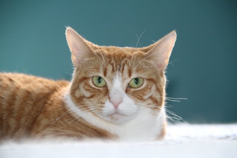 Enlarge Joyce, Beverly, & Susan, a Adoptable Domestic Short Hair in Fredericton, NB image 3/6