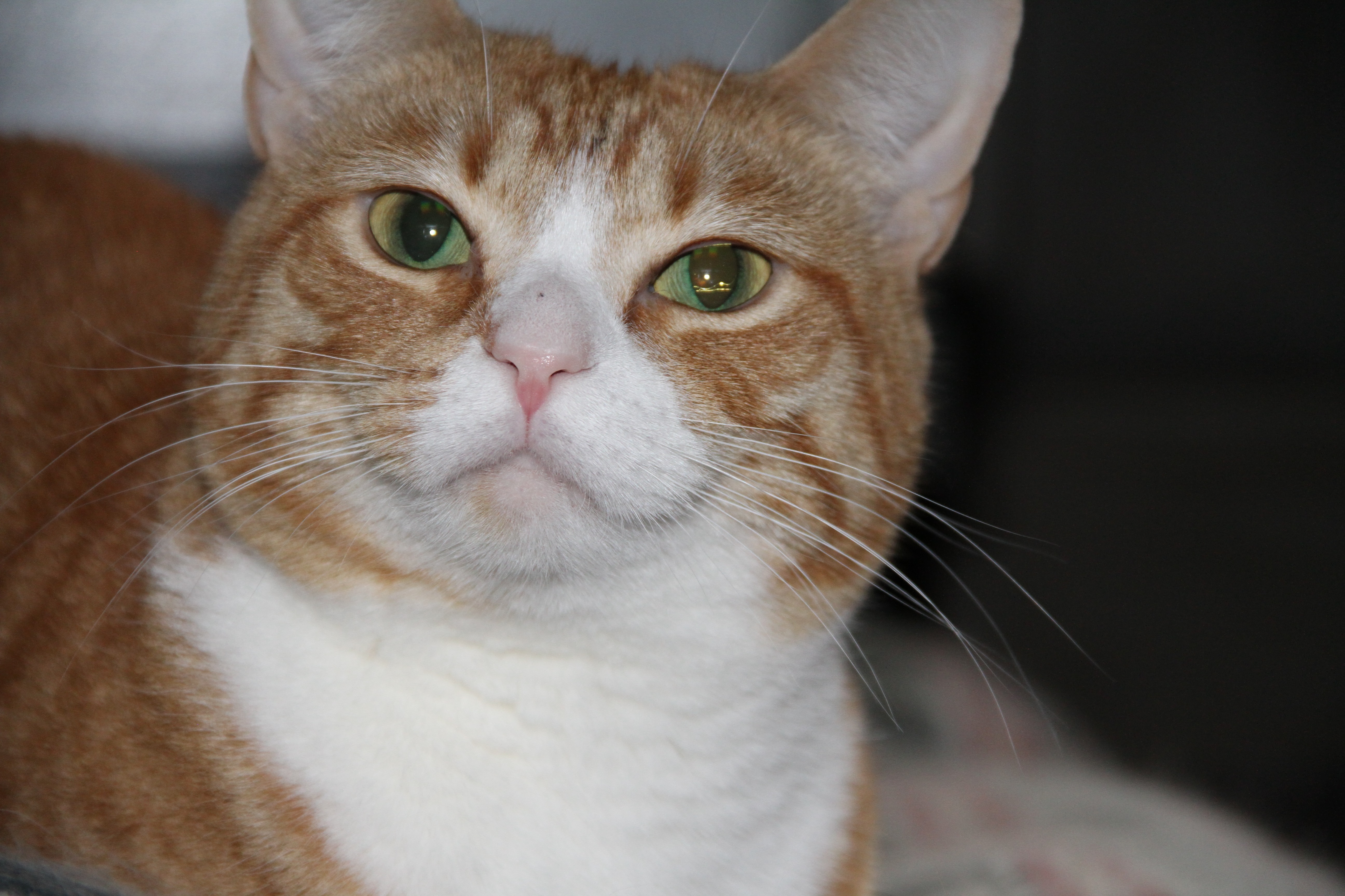 Enlarge Joyce, Beverly, & Susan, a Adoptable Domestic Short Hair in Fredericton, NB image 4/6