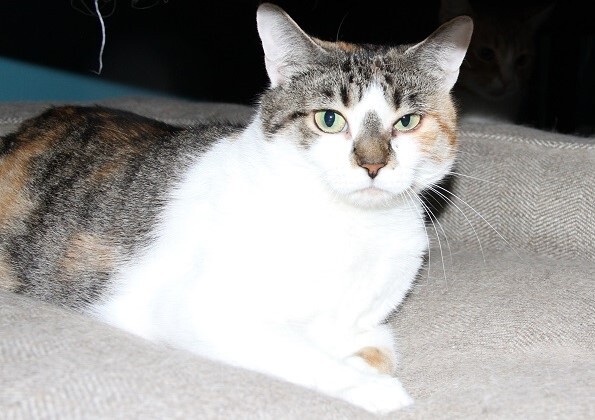 Enlarge Joyce, Beverly, & Susan, a Adoptable Domestic Short Hair in Fredericton, NB image 5/6