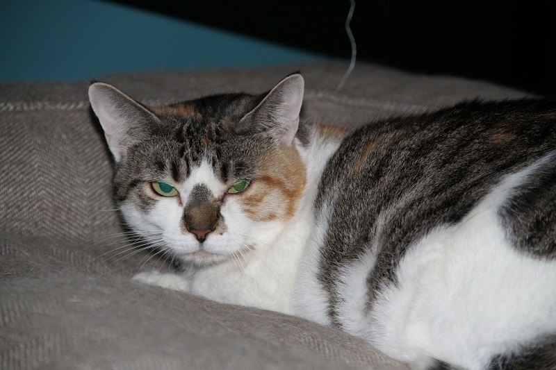 Enlarge Joyce, Beverly, & Susan, a Adoptable Domestic Short Hair in Fredericton, NB image 6/6