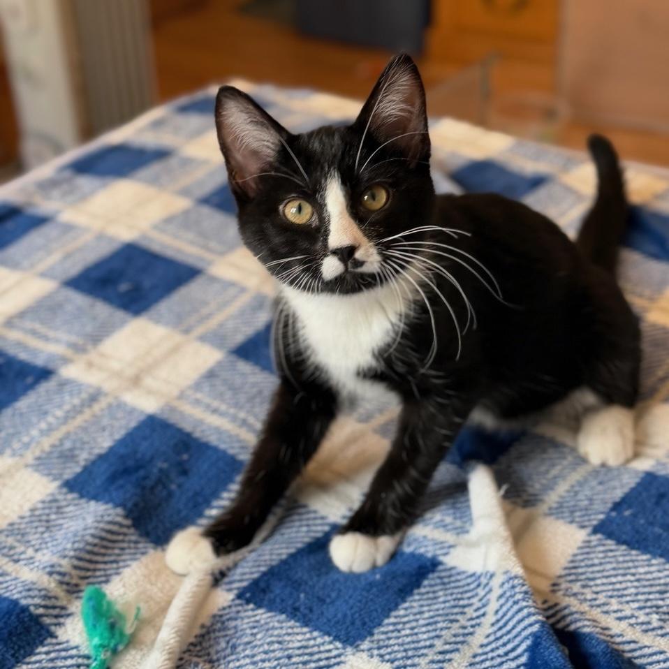 Enlarge Guinness, an adopted Domestic Short Hair in Rochester, MN image 1/3