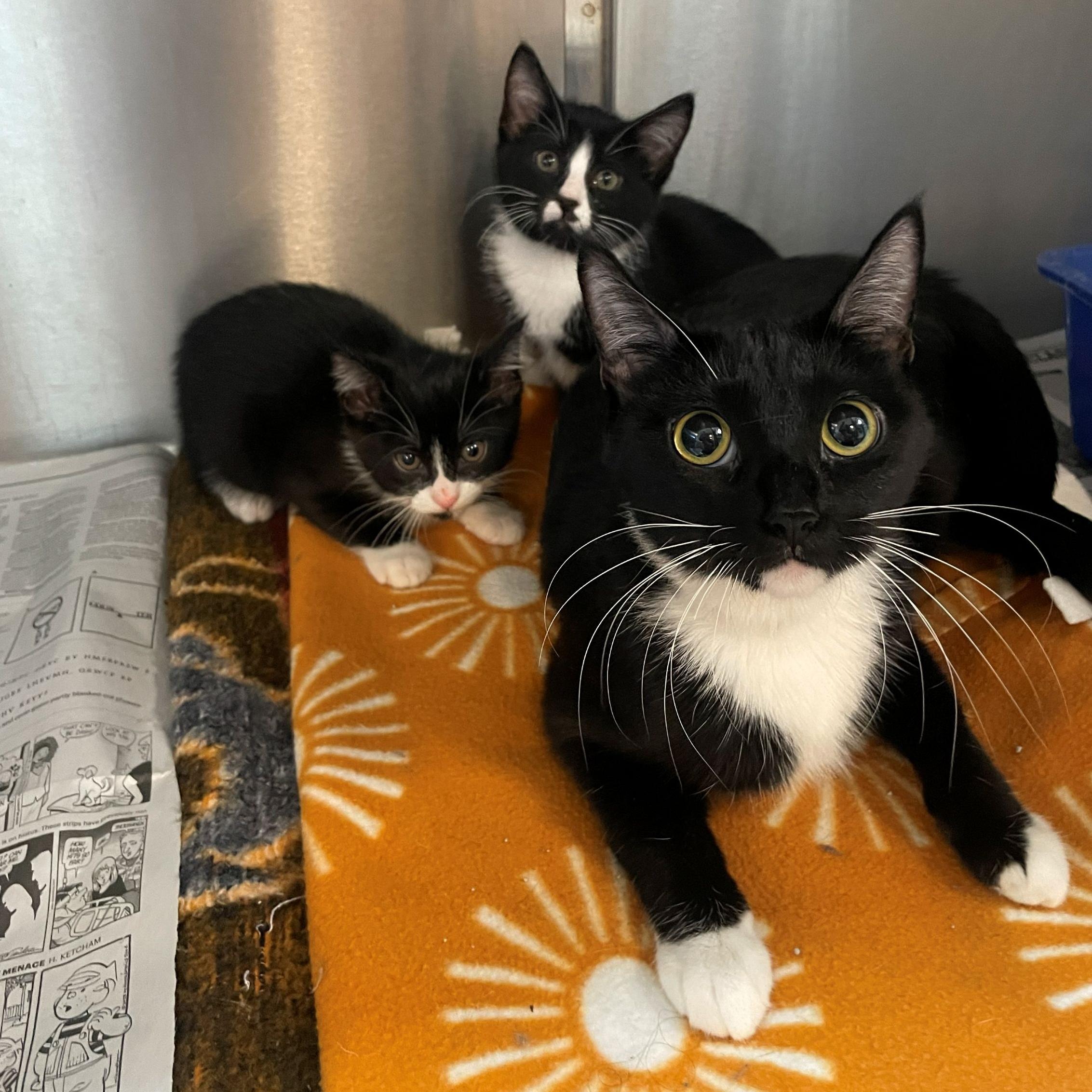 Enlarge Guinness, an adopted Domestic Short Hair in Rochester, MN image 3/3