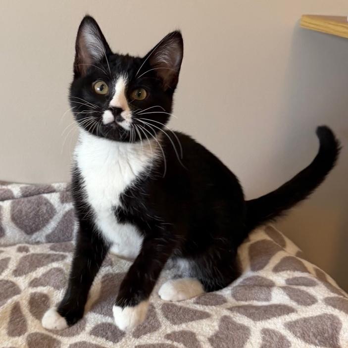 Enlarge Guinness, an adopted Domestic Short Hair in Rochester, MN image 2/3