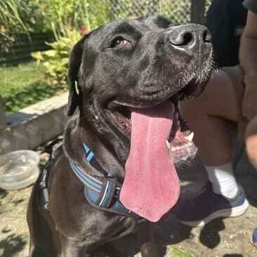 Enlarge Charlotte, a ADOPTABLE mixed breed in Warrington, PA image 5/6