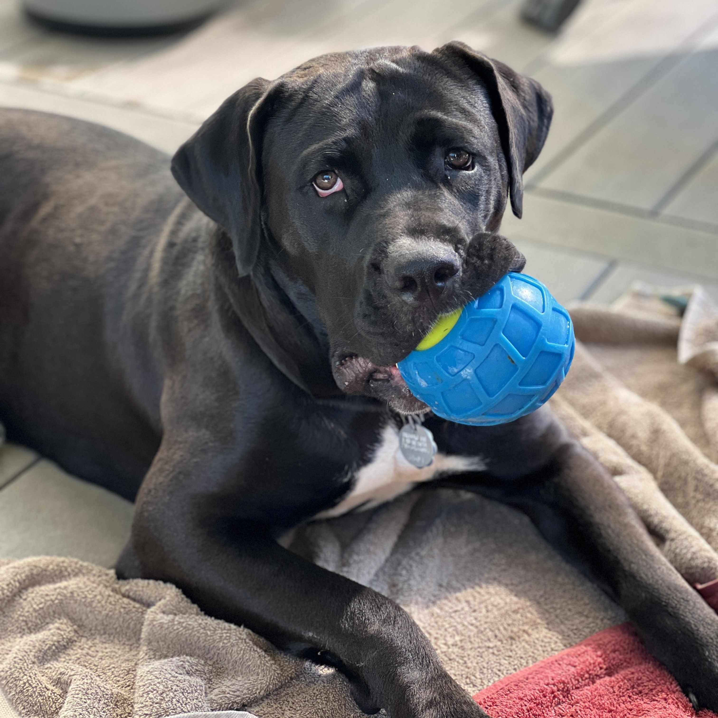 Enlarge Charlotte, a ADOPTABLE mixed breed in Warrington, PA image 2/6