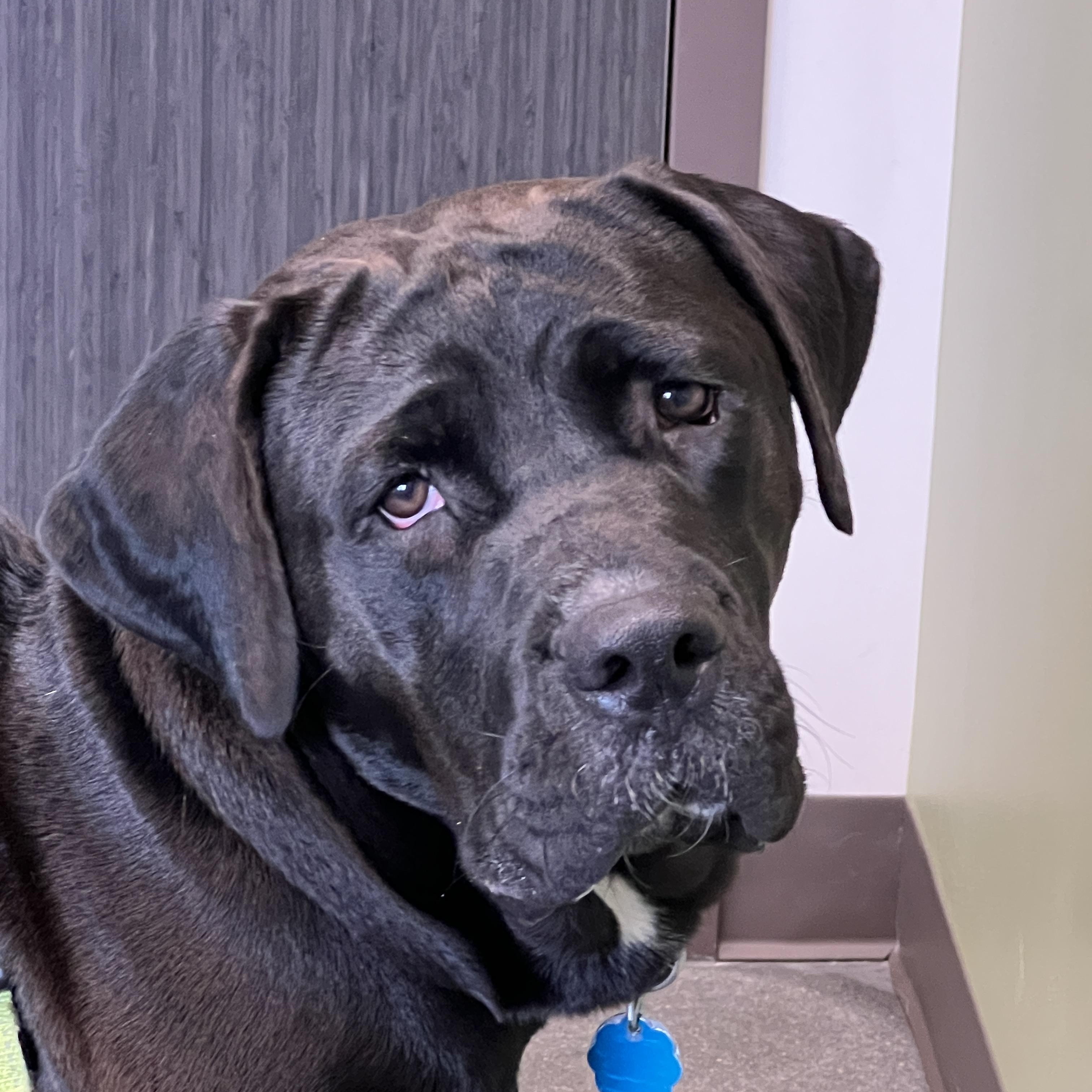 Enlarge Charlotte, a ADOPTABLE mixed breed in Warrington, PA image 4/6