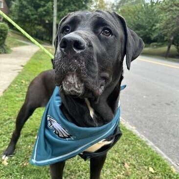 Charlotte, ADOPTABLE, Adult Female Labrador Retriever.