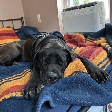 Enlarge Charlotte, a ADOPTABLE mixed breed in Warrington, PA image 3/6