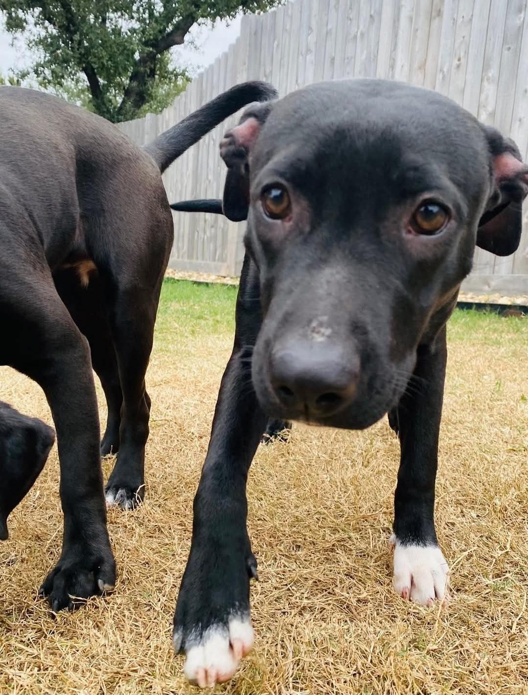 Enlarge Ali, a Adoptable mixed breed in Brookings, OR image 4/6