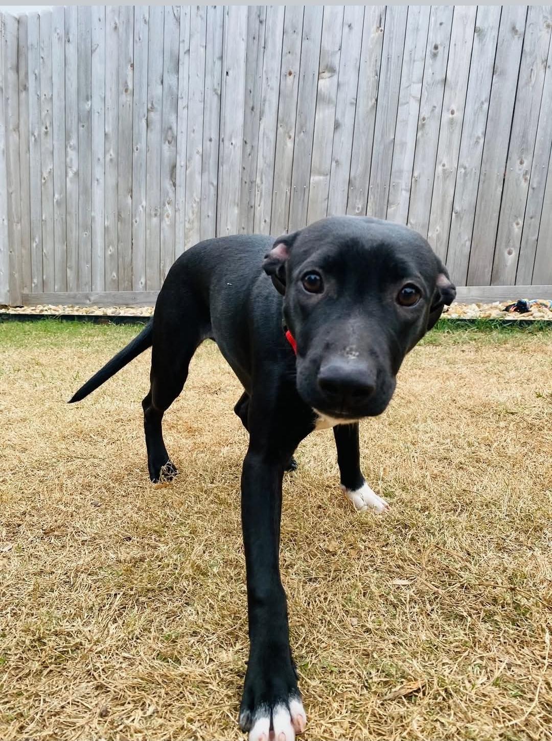 Ali, Adoptable, Young Female Black Labrador Retriever.