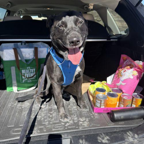 Enlarge Blitz, a Adoptable mixed breed in Grand Junction, CO image 1/6