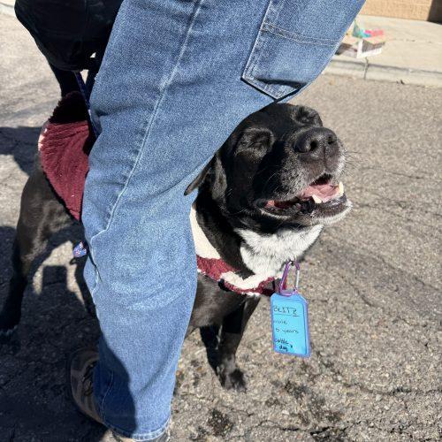 Enlarge Blitz, a Adoptable mixed breed in Grand Junction, CO image 2/6