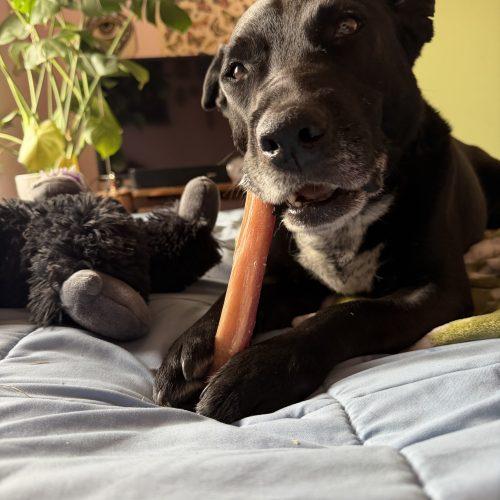 Enlarge Blitz, a Adoptable mixed breed in Grand Junction, CO image 3/6