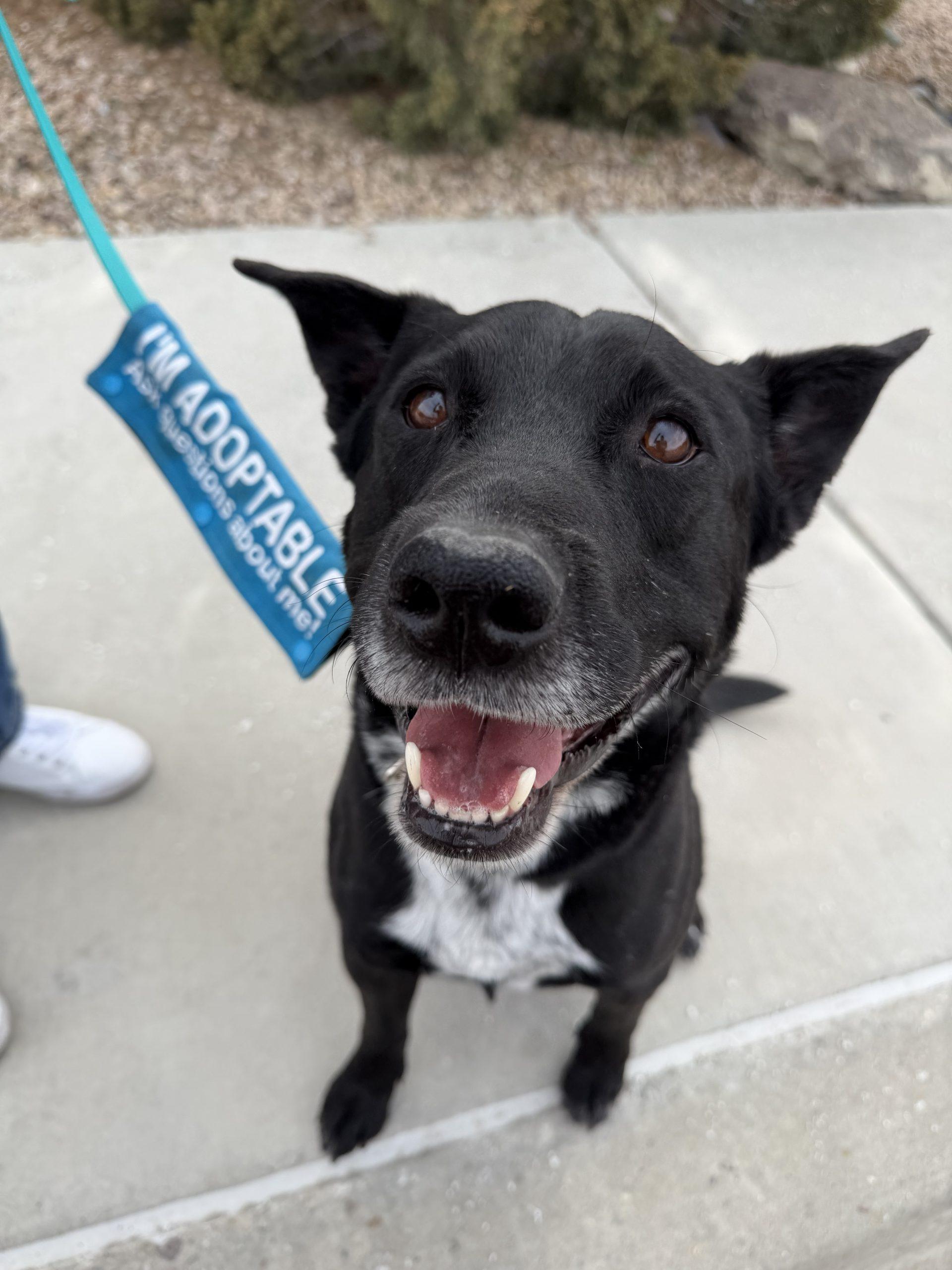 Enlarge Blitz, a Adoptable mixed breed in Grand Junction, CO image 4/6