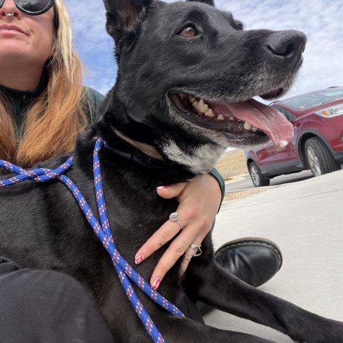 Enlarge Blitz, a Adoptable mixed breed in Grand Junction, CO image 4/6