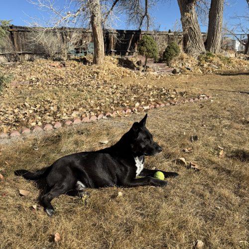 Enlarge Blitz, a Adoptable mixed breed in Grand Junction, CO image 5/6