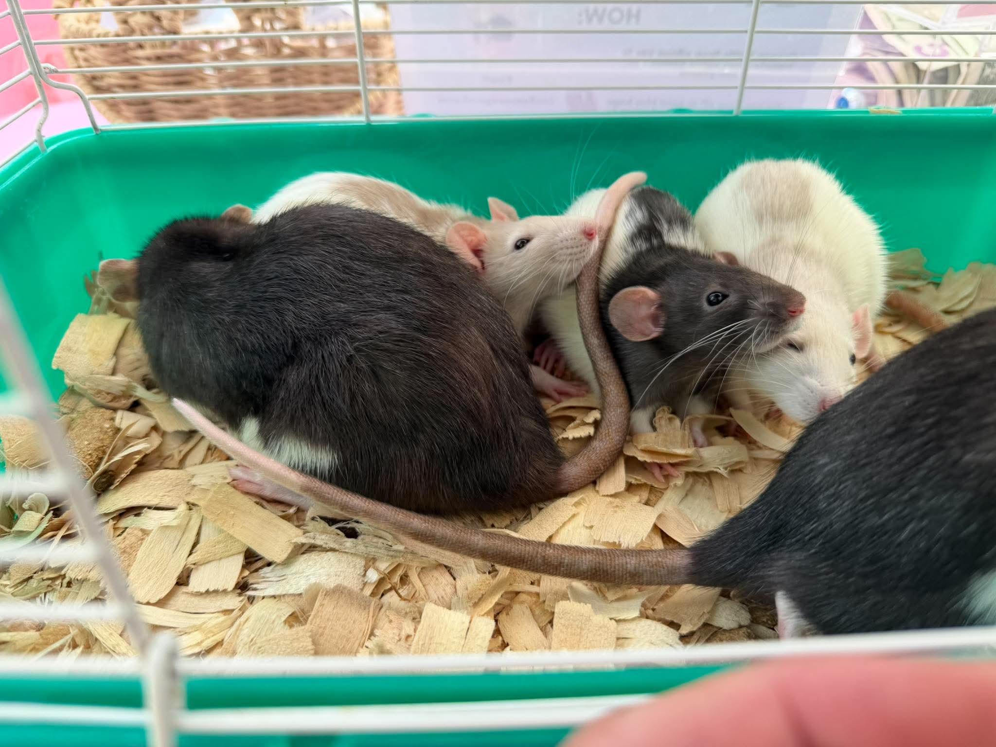 Enlarge Pearl, Stella, Marina, Gale & Coral, a Adoptable Rat in Eugene, OR image 5/6