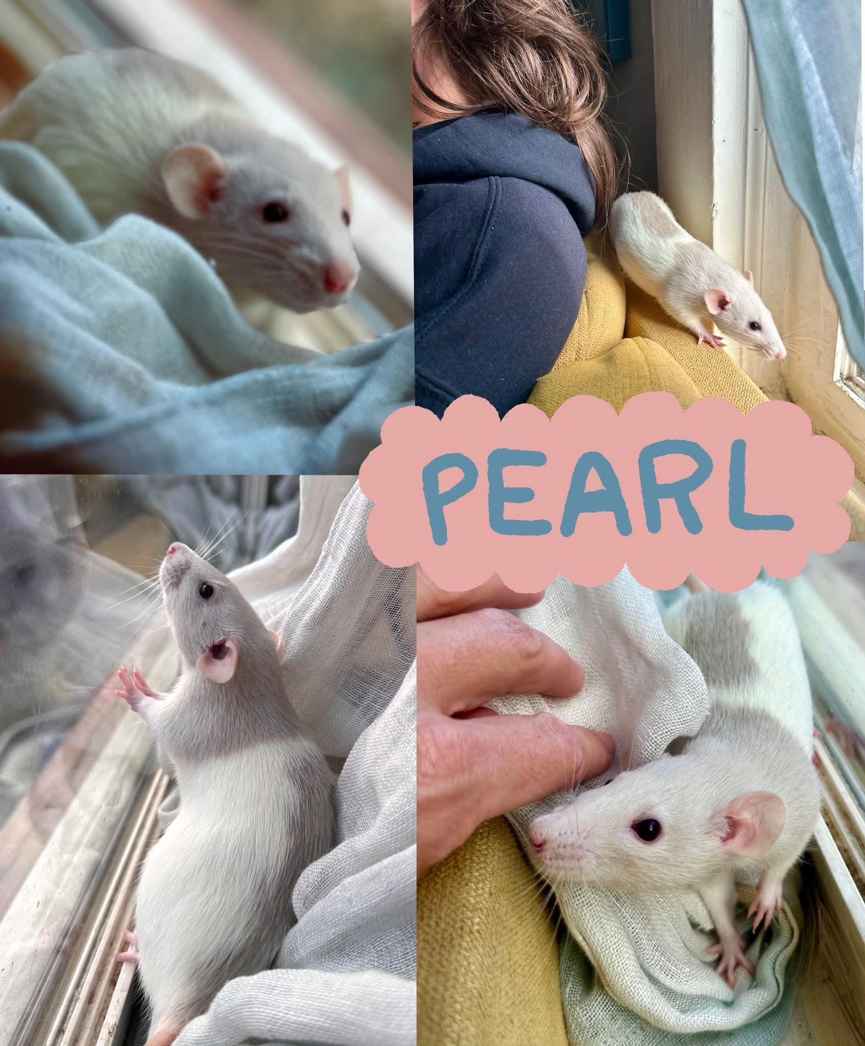 Enlarge Pearl, Stella, Marina, Gale & Coral, a Adoptable Rat in Eugene, OR image 2/6