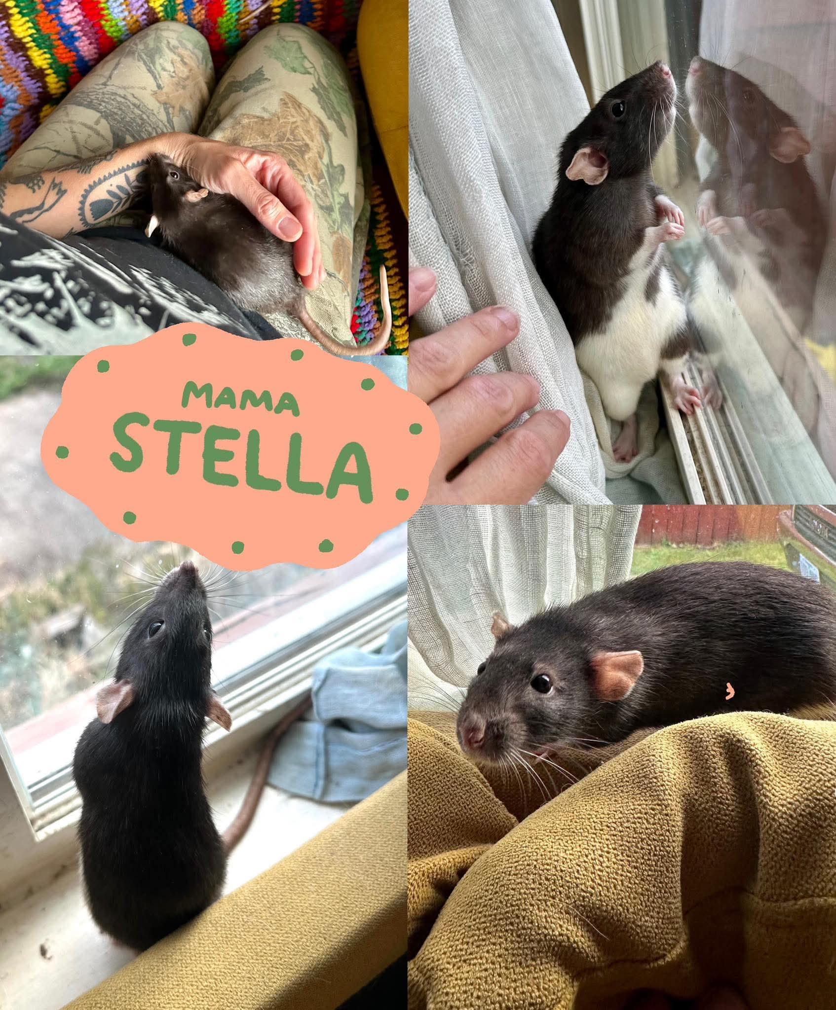 Enlarge Pearl, Stella, Marina, Gale & Coral, a Adoptable Rat in Eugene, OR image 1/6