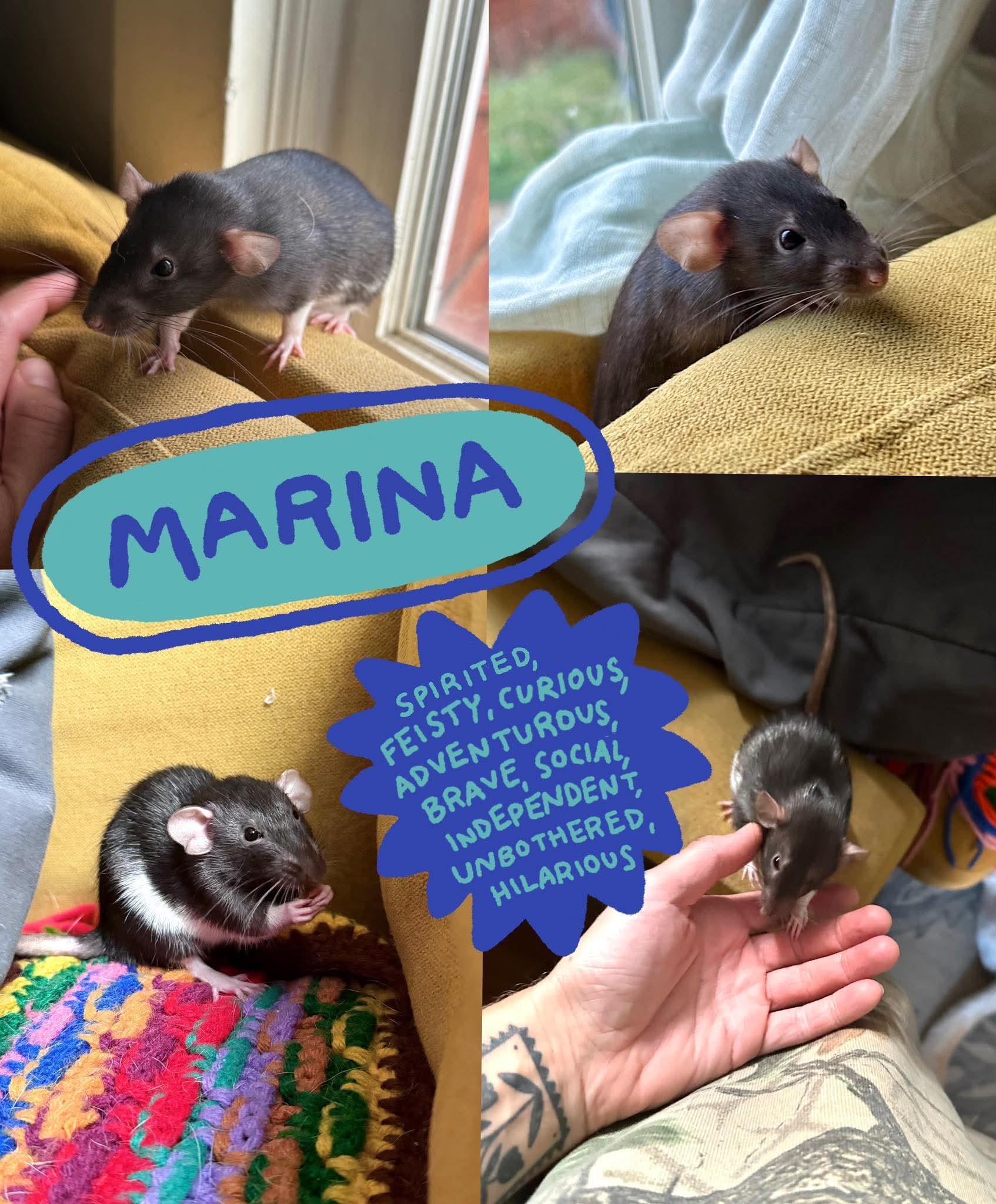 Enlarge Pearl, Stella, Marina, Gale & Coral, a Adoptable Rat in Eugene, OR image 3/6