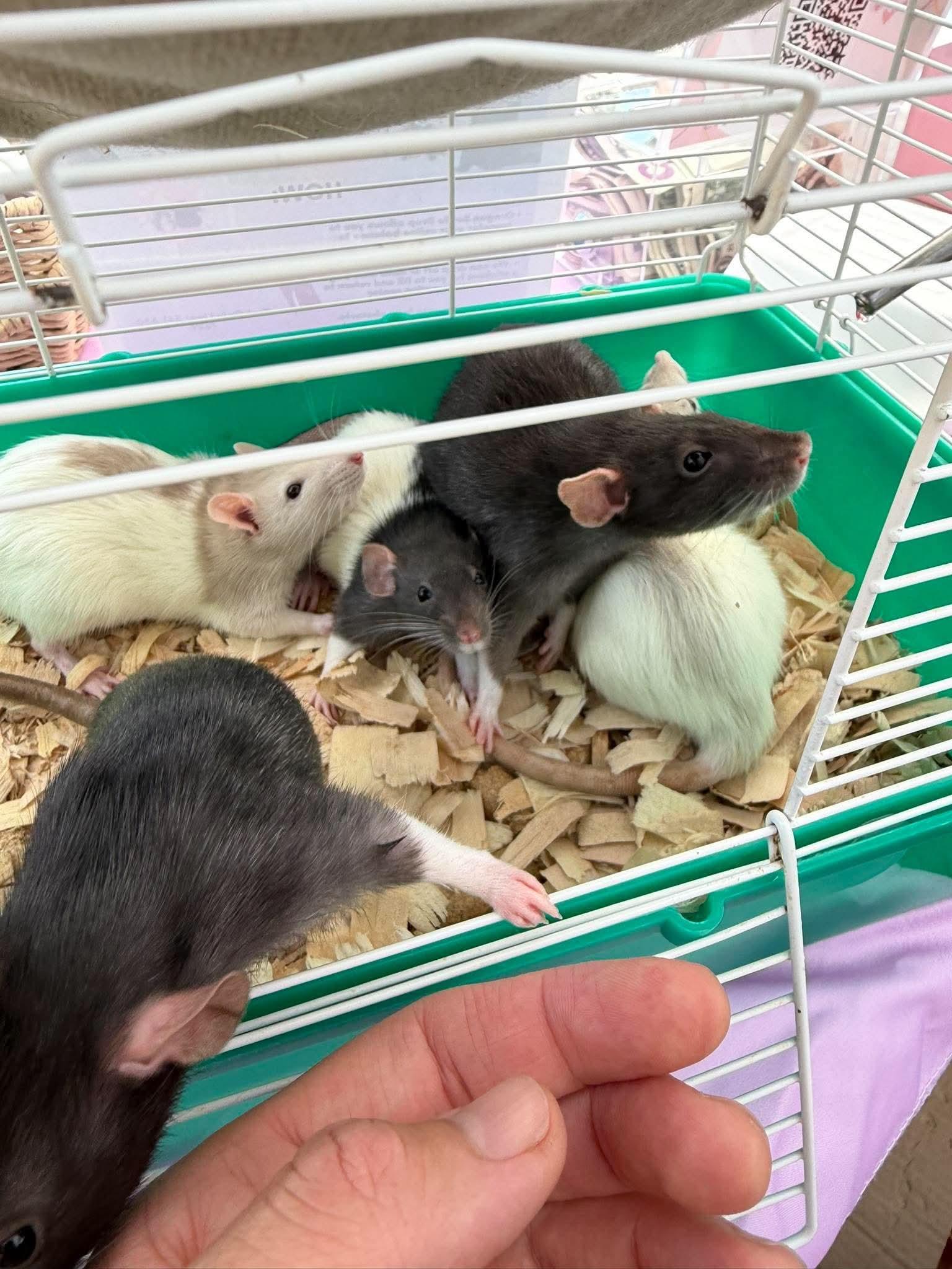 Enlarge Pearl, Stella, Marina, Gale & Coral, a Adoptable Rat in Eugene, OR image 4/6