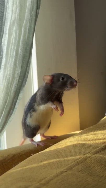 Enlarge Pearl, Stella, Marina, Gale & Coral, a Adoptable Rat in Eugene, OR video 6/6