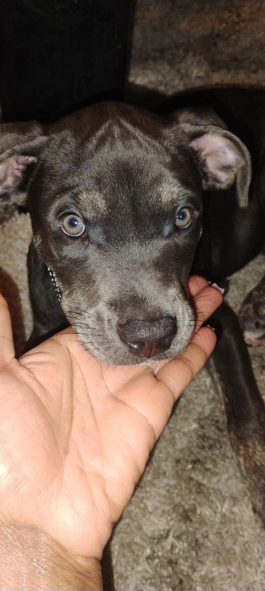 Enlarge Milo, a Adoptable mixed breed in Temple, TX image 2/5