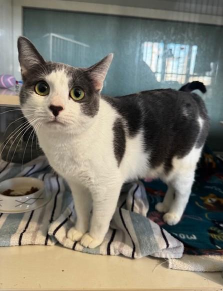 Enlarge Armani, a ADOPTABLE Domestic Short Hair in Hutchinson, MN image 3/3