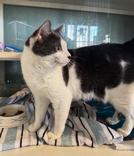 Enlarge Armani, a ADOPTABLE Domestic Short Hair in Hutchinson, MN image 2/3