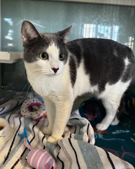 Enlarge Armani, a ADOPTABLE Domestic Short Hair in Hutchinson, MN image 1/3