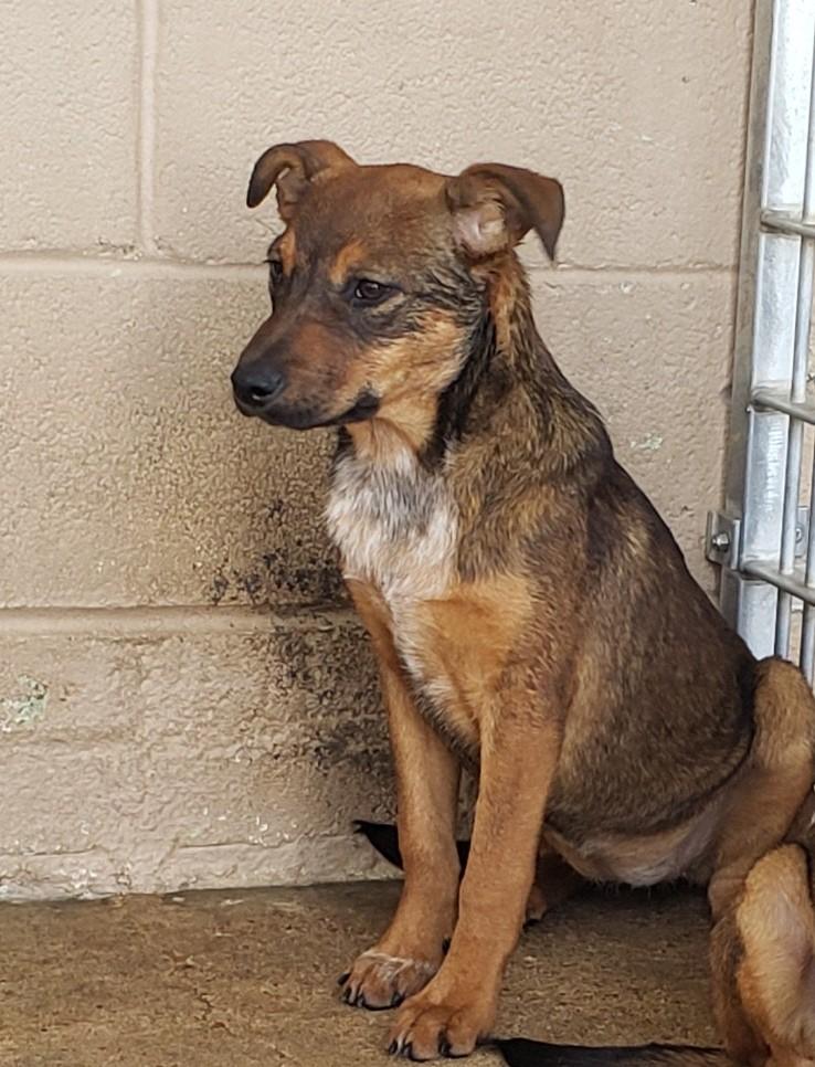 Ella, an adoptable Shepherd in boise, ID, 83716 | Photo Image 1