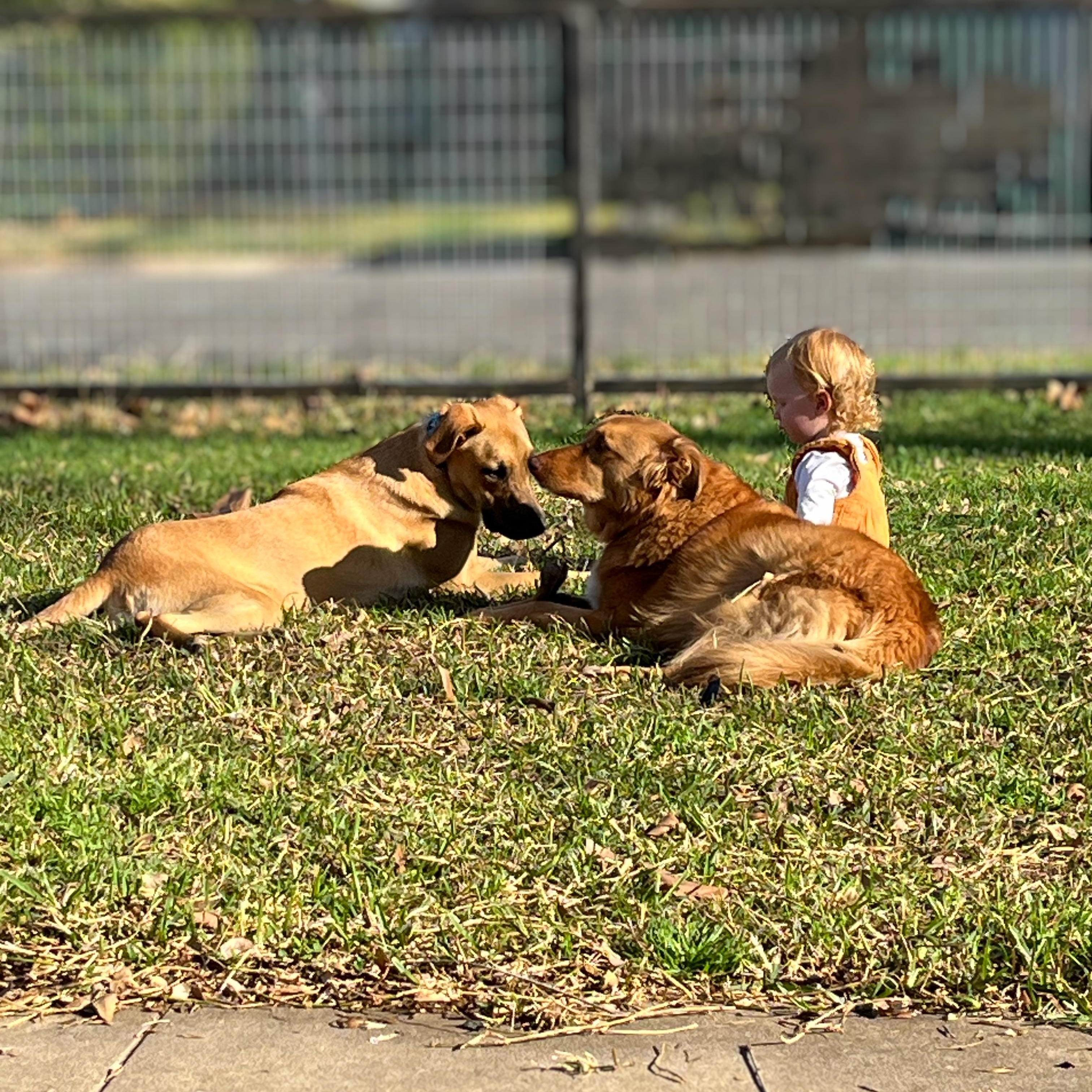 Tater Tot, a Adoptable mixed breed in Austin, TX image 2/5