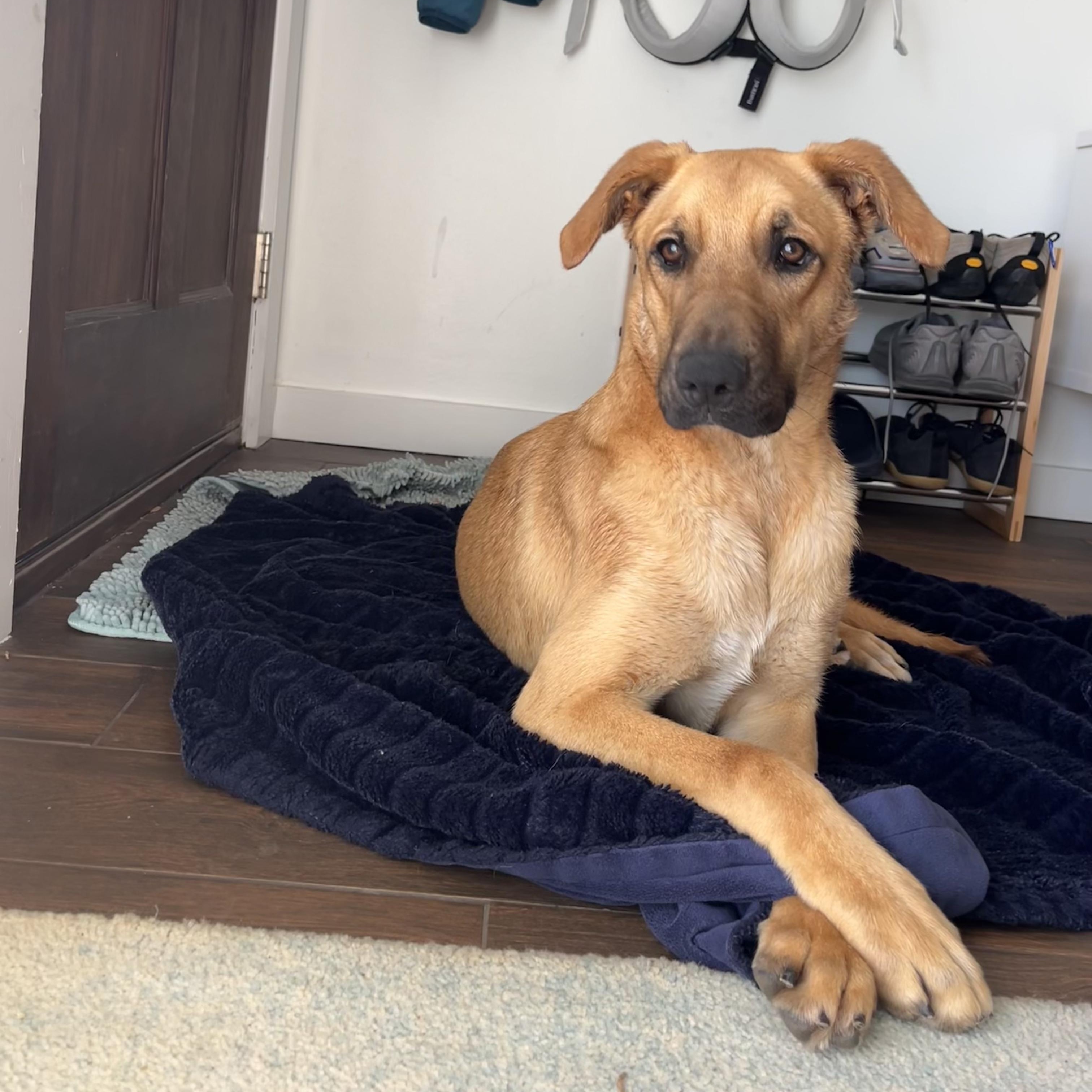 Tater Tot, a Adoptable mixed breed in Austin, TX image 1/5