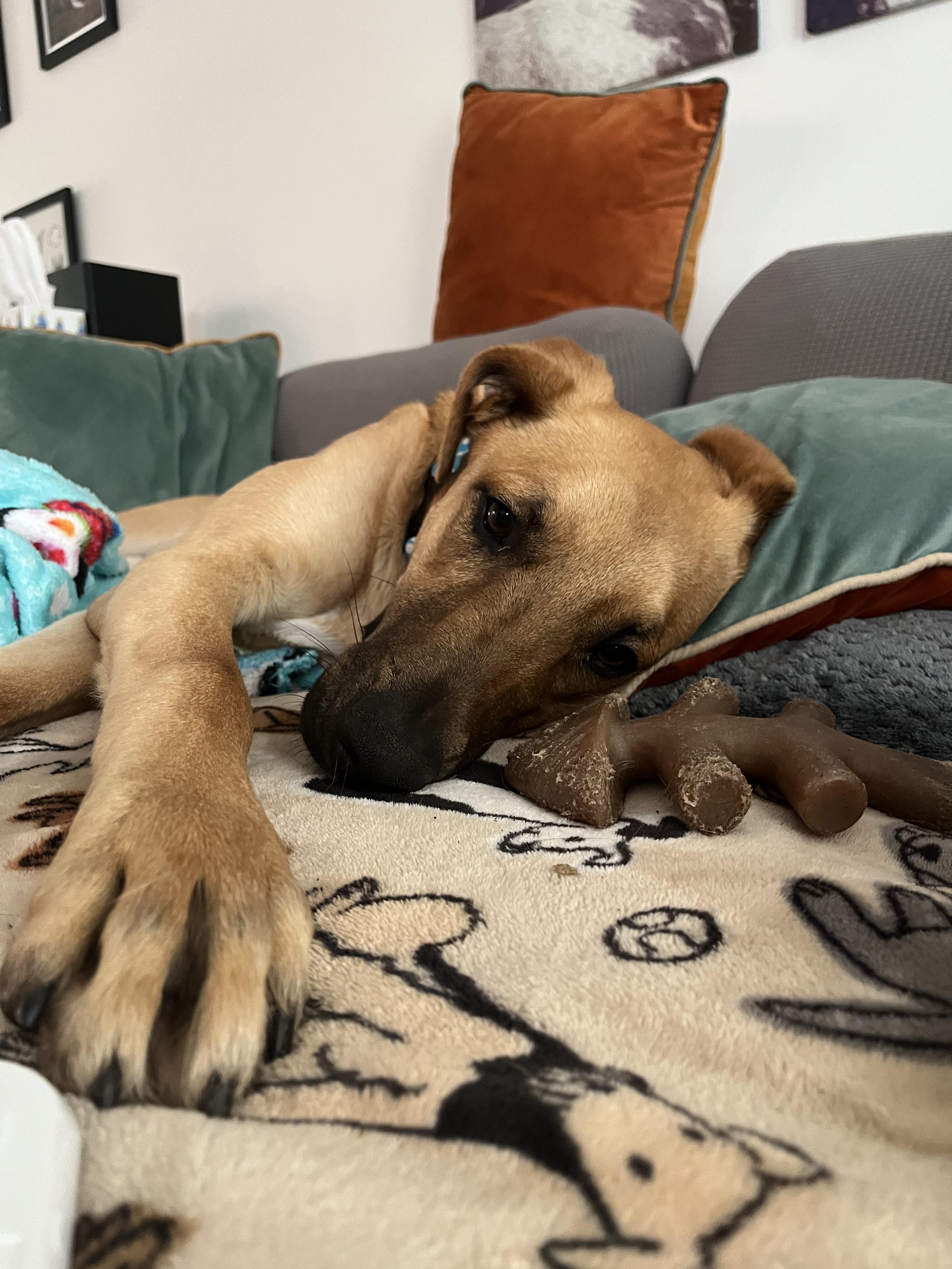 Tater Tot, a Adoptable mixed breed in Austin, TX image 4/5