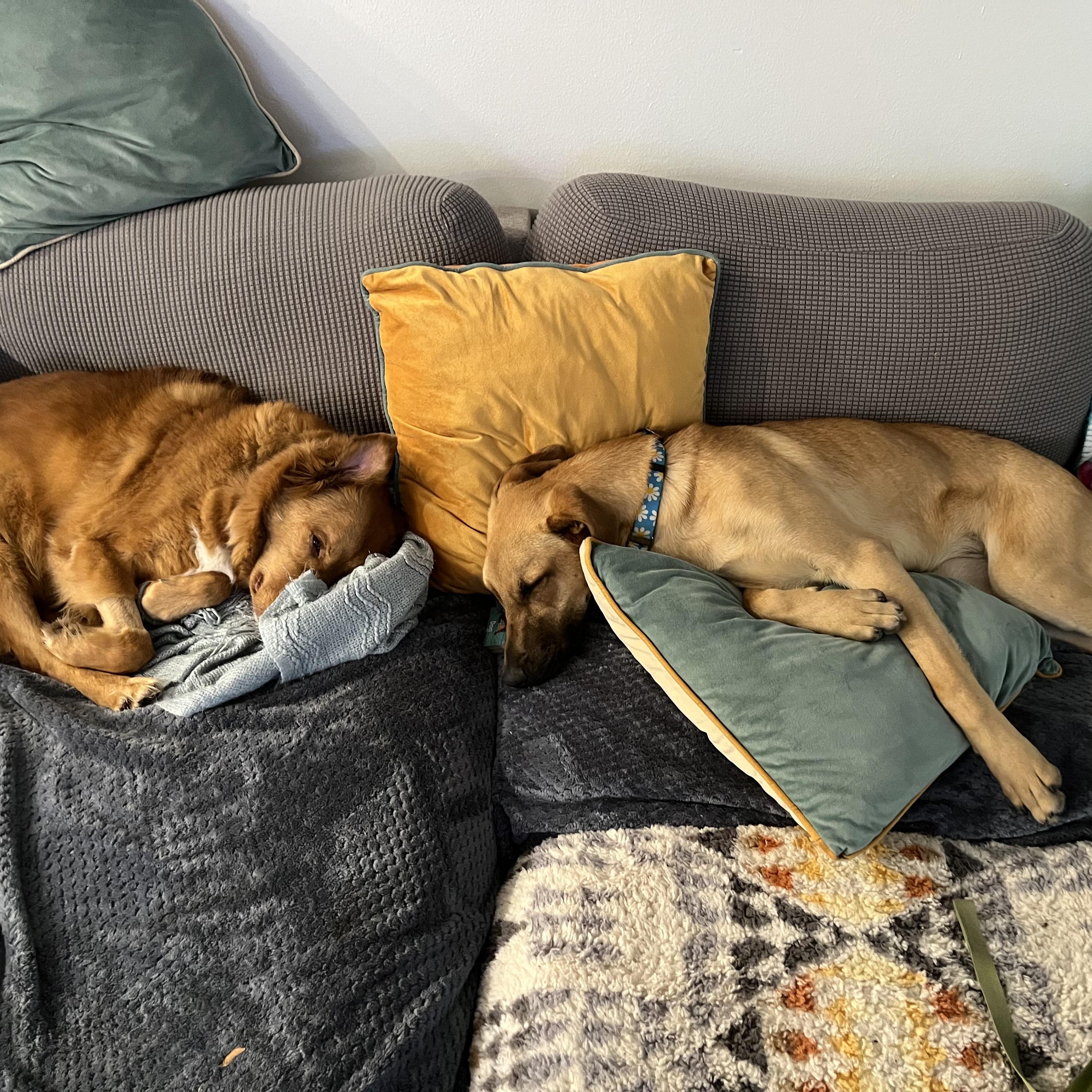 Tater Tot, a Adoptable mixed breed in Austin, TX image 5/5