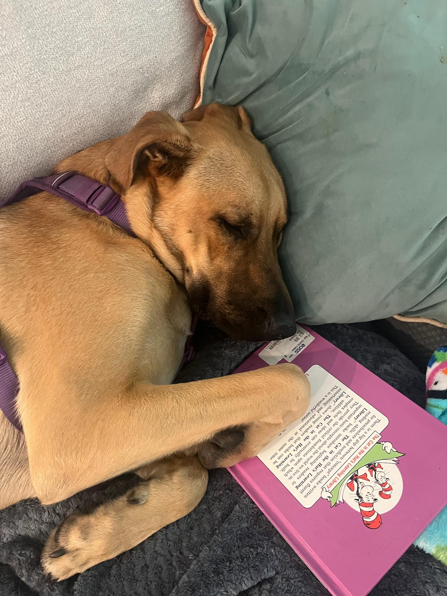 Tater Tot, a Adoptable mixed breed in Austin, TX image 4/6