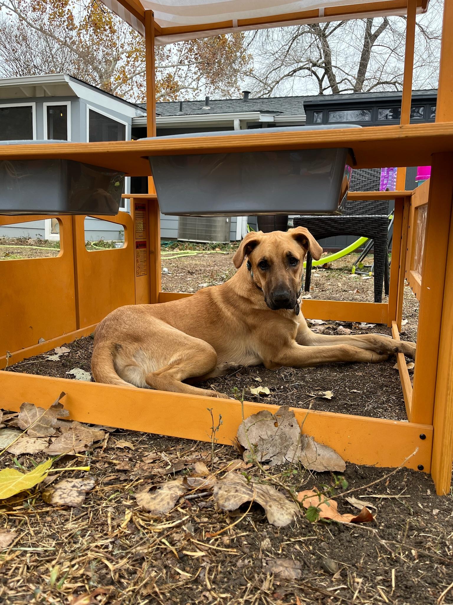 Tater Tot, a Adoptable mixed breed in Austin, TX image 2/6