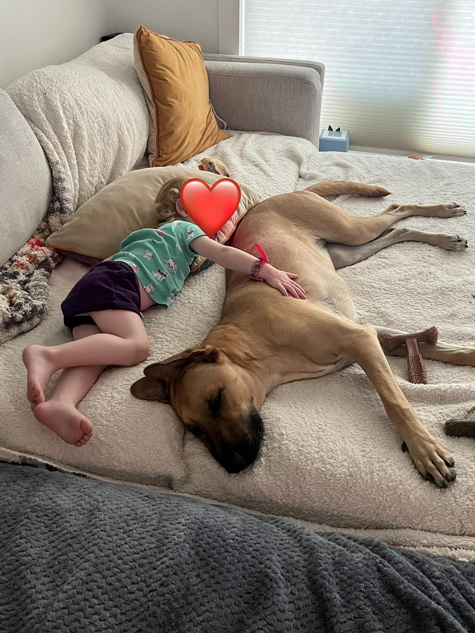 Tater Tot, Adoptable, Young Female Black Mouth Cur.