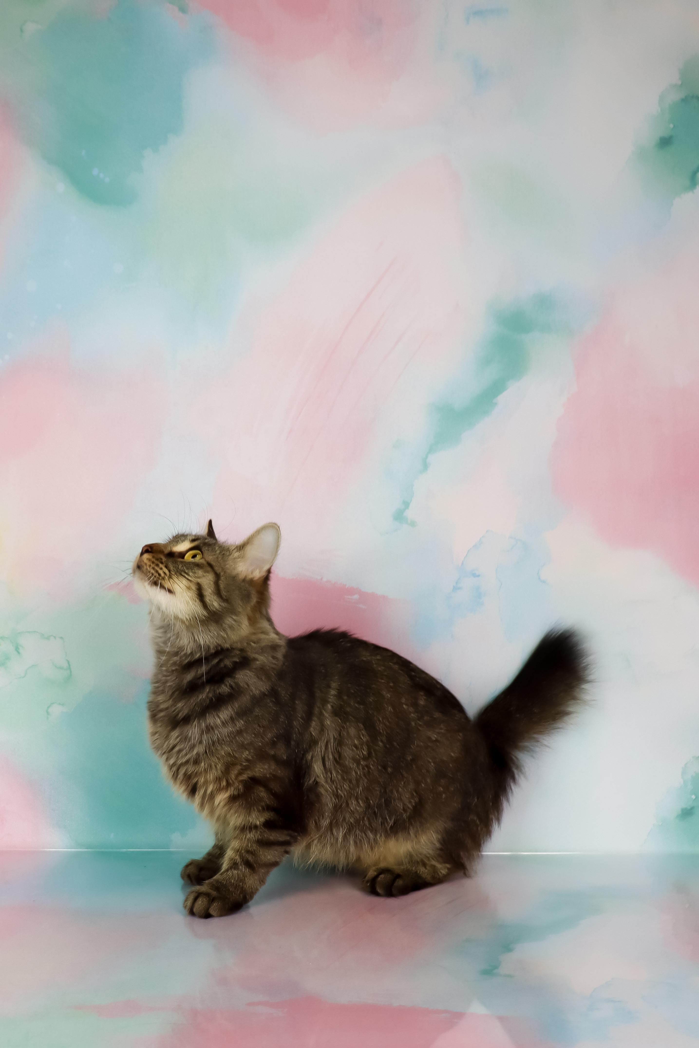 Momma Mia thumbnail 4