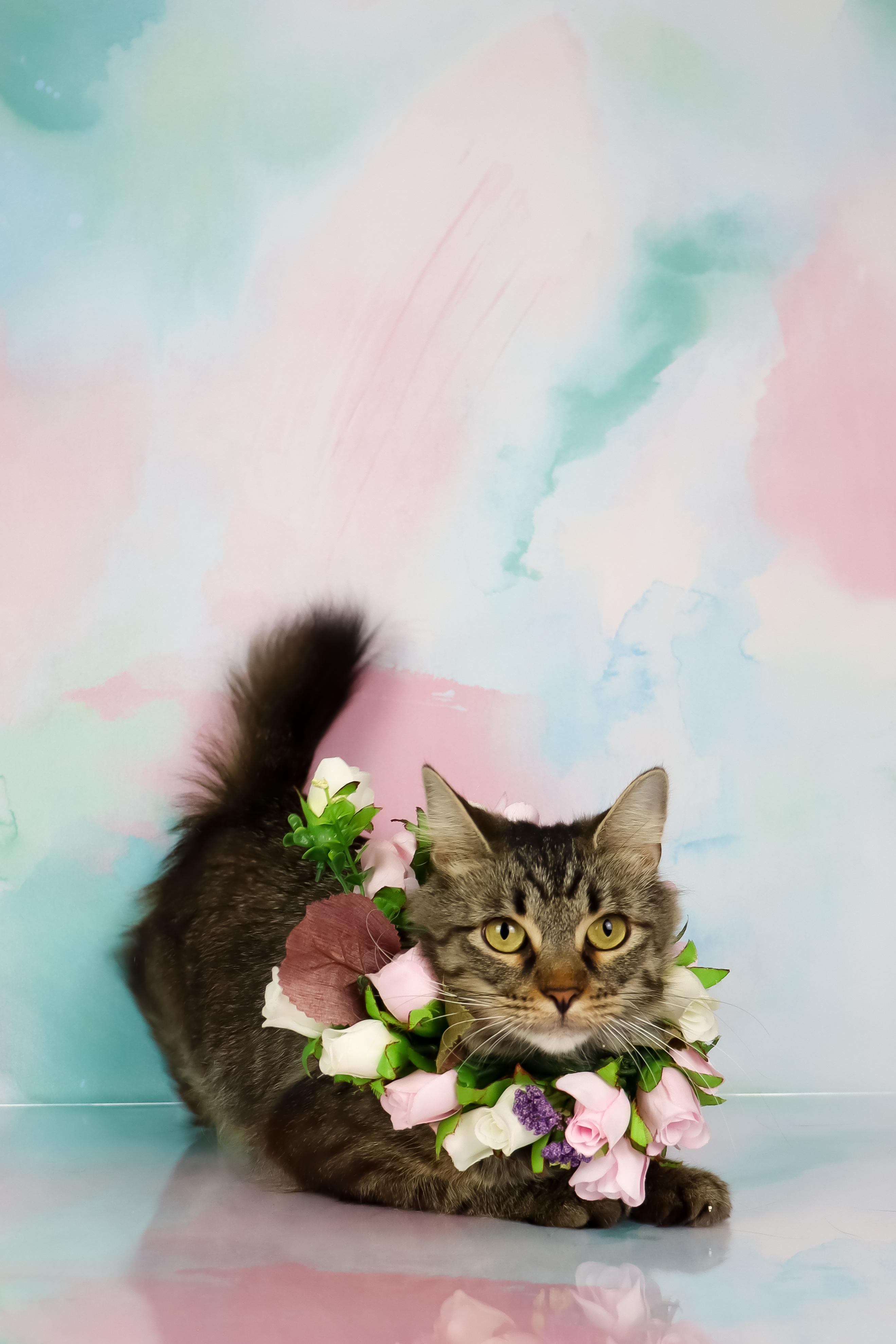 Momma Mia thumbnail 5