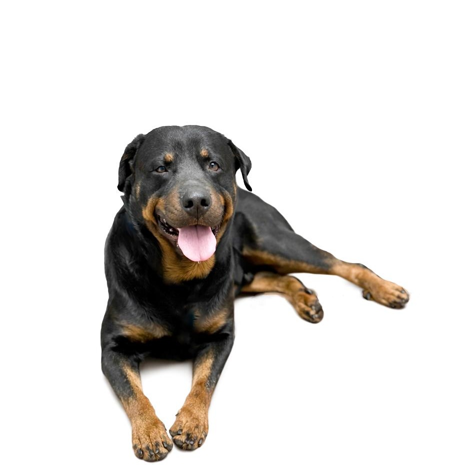 Carl, ADOPTABLE, Adult Male Rottweiler.