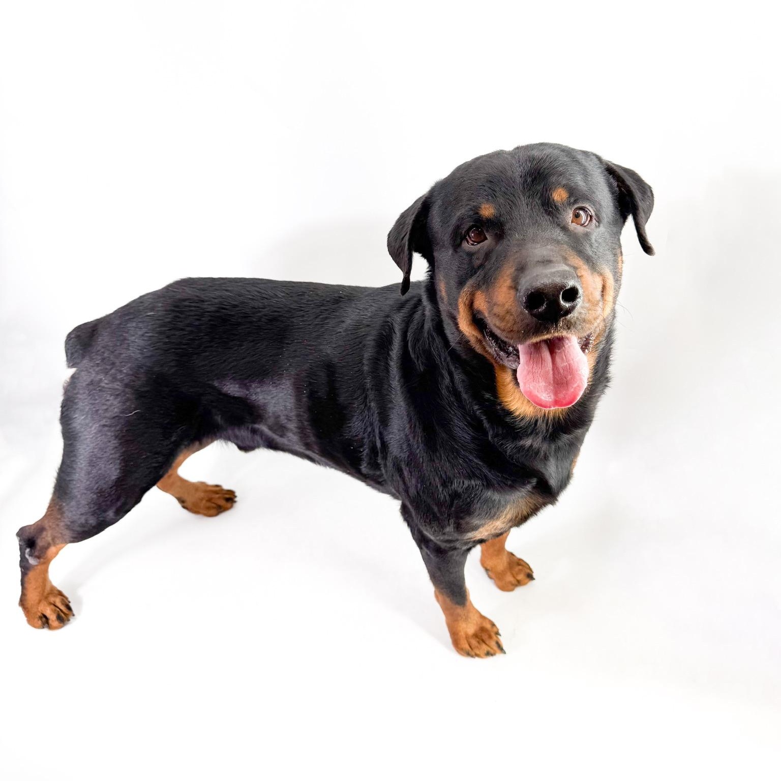 Enlarge Carl, a ADOPTABLE Rottweiler in Scottsdale, AZ image 3/4