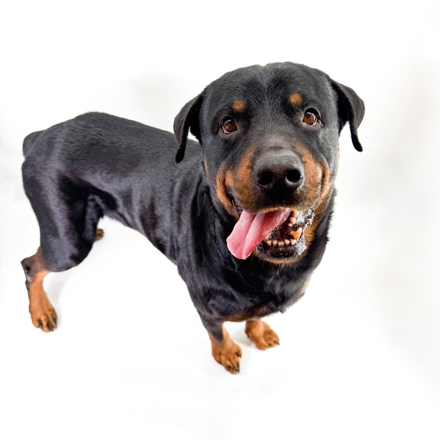 Enlarge Carl, a ADOPTABLE Rottweiler in Scottsdale, AZ image 2/4